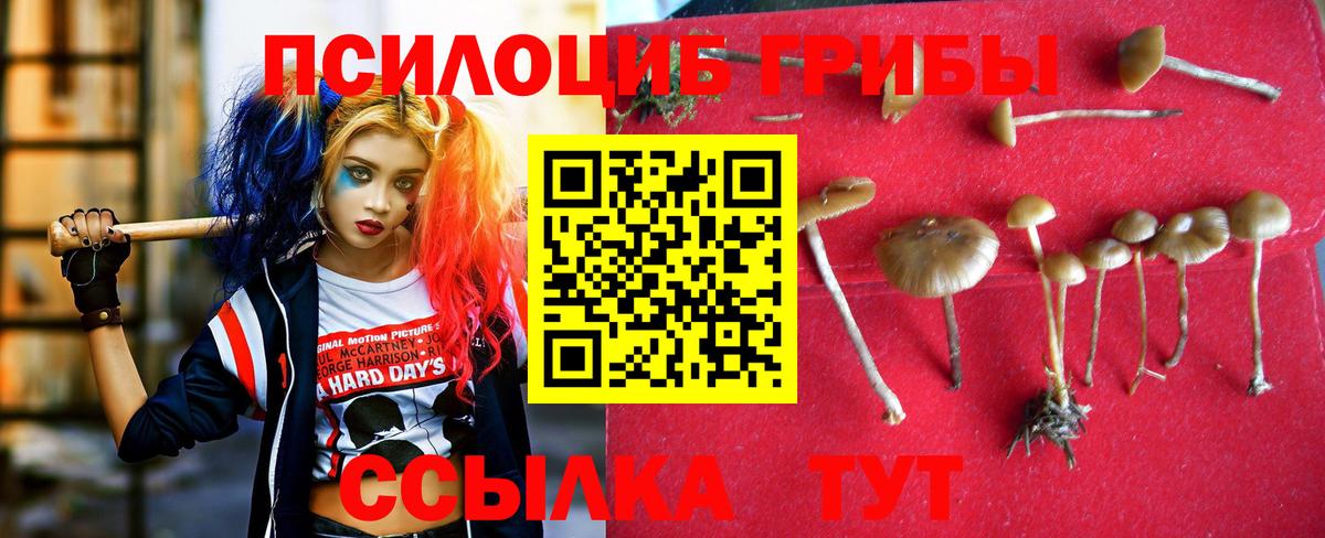 Верхняя Пышма  Галлюциногенные грибы Psilocybe  Вход с VPN 